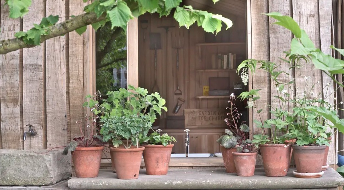 5 loại cây trồng trong chậu cực kỳ dễ sống – quên tưới cũng chẳng sao