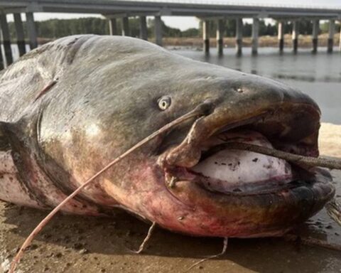 Ngư dân câu được con cá trê khổng lồ nặng 100kg trên sông