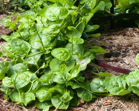 4 loại rau độc đáo, rất nên trồng: Thu hoạch được suốt mùa hè