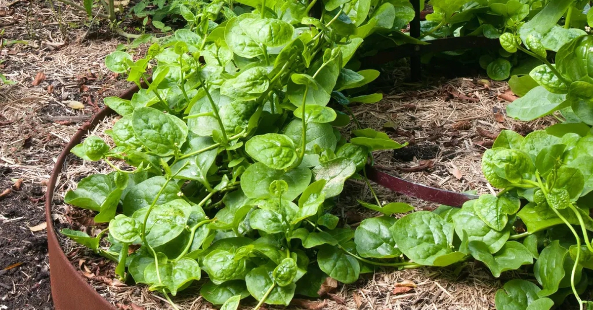 4 loại rau độc đáo, rất nên trồng: Thu hoạch được suốt mùa hè