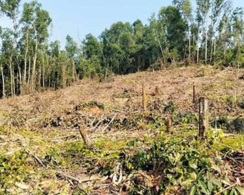 Nguyên giám đốc khai thác rừng trái phép, đơn vị quản lý “quên” báo cáo