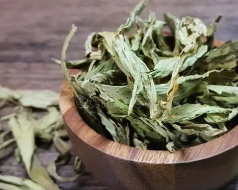 Loại lá khô ngọt gấp 300 lần đường mía nhưng lại không gây tăng đường huyết, tốt cho tim mạch: Việt Nam bán nhiều