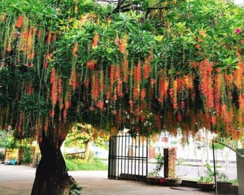 Lời khuyên đến những gia đình đang trồng cây lộc vừng