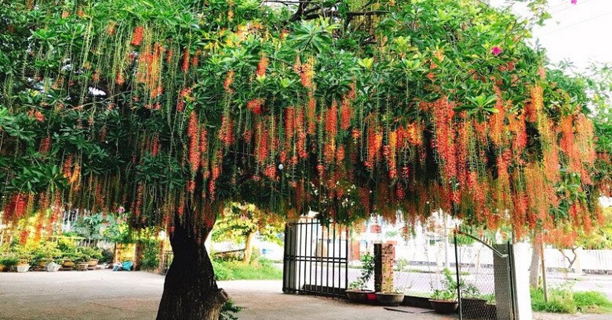 Lời khuyên đến những gia đình đang trồng cây lộc vừng