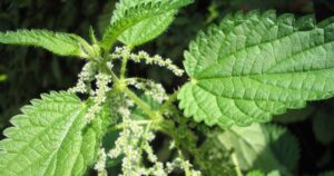 Loài cây dại là một kho báu dược liệu, bổ ngang nhân sâm, tổ yến