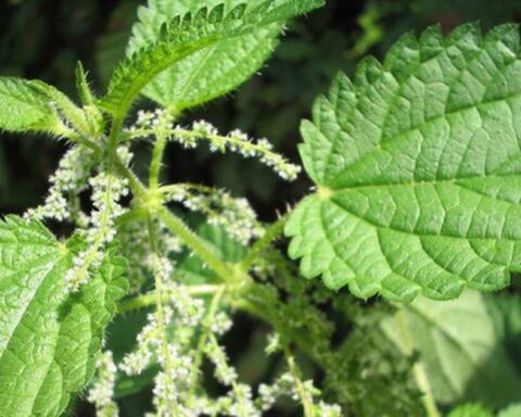 Loài cây dại là một kho báu dược liệu, bổ ngang nhân sâm, tổ yến