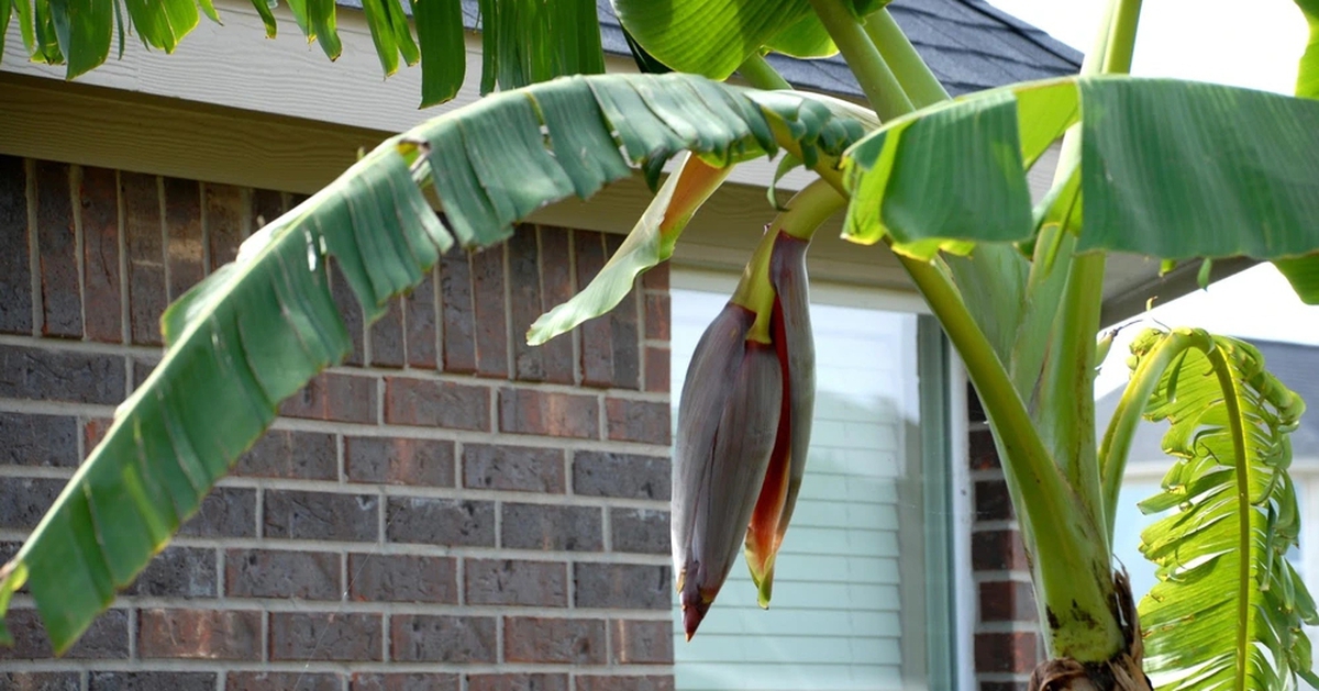 Lời khuyên đến các gia đình đang trồng cây chuối