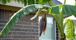 Lời khuyên đến các gia đình đang trồng cây chuối