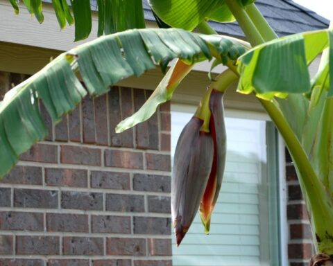 Lời khuyên đến các gia đình đang trồng cây chuối