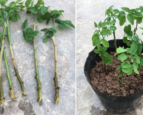 3 loại rau “bổ như sâm”, nên trồng trong nhà ngay