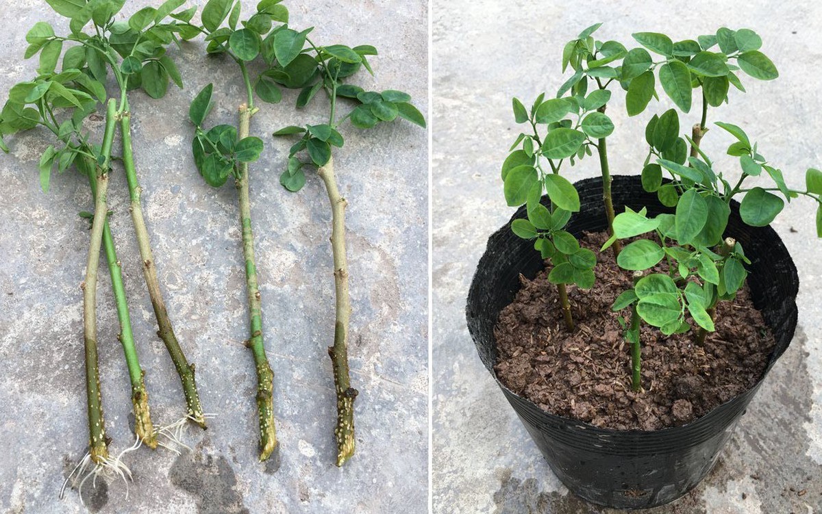 3 loại rau “bổ như sâm”, nên trồng trong nhà ngay