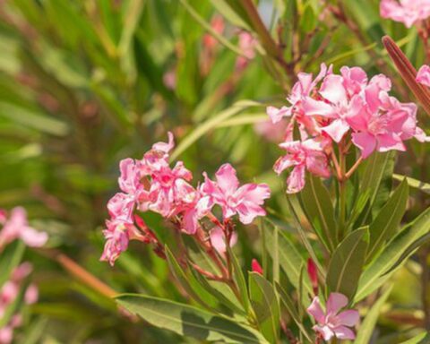 4 loại cây chớ nên trồng trong sân nhà