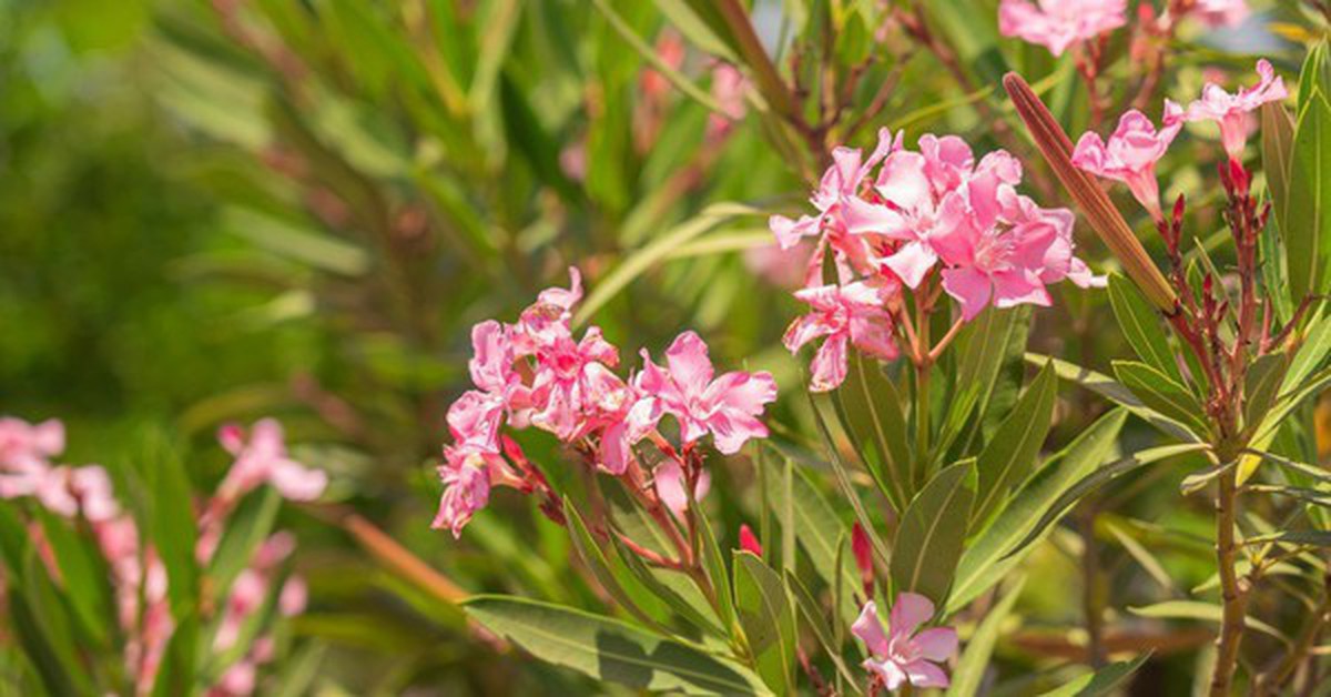 4 loại cây chớ nên trồng trong sân nhà