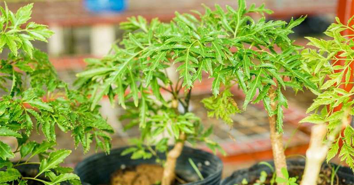 Lời khuyên đến những gia đình đang trồng cây đinh lăng