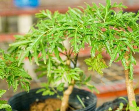 Lời khuyên đến những gia đình đang trồng cây đinh lăng