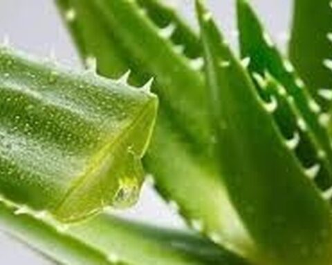 Lời khuyên đến những gia đình đang trồng cây nha đam