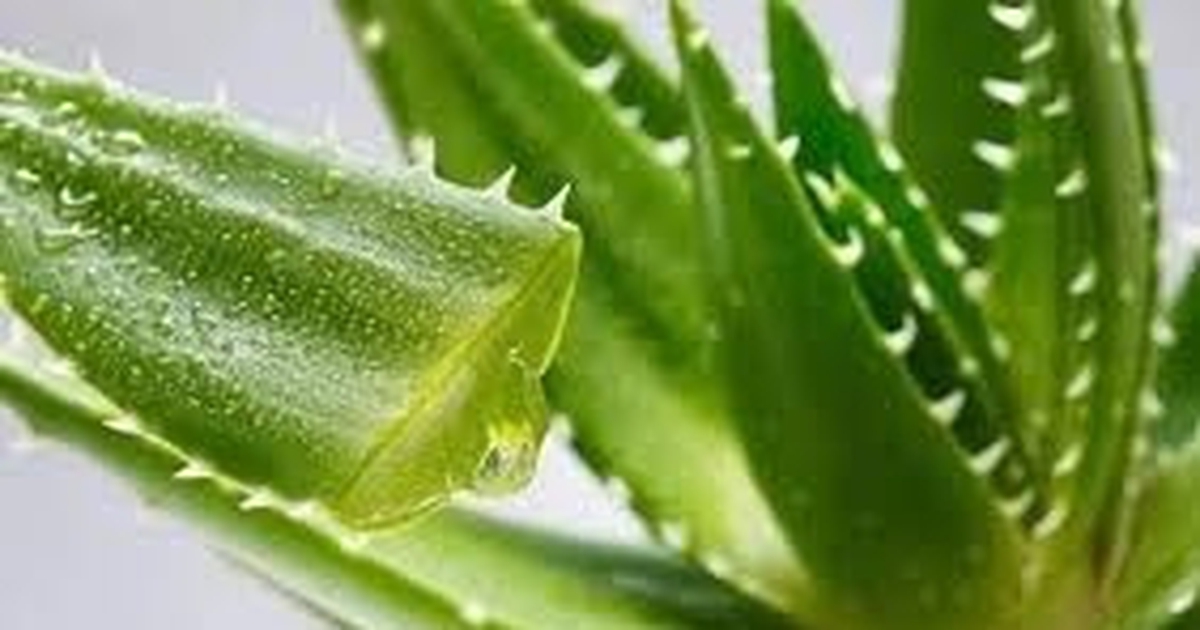 Lời khuyên đến những gia đình đang trồng cây nha đam
