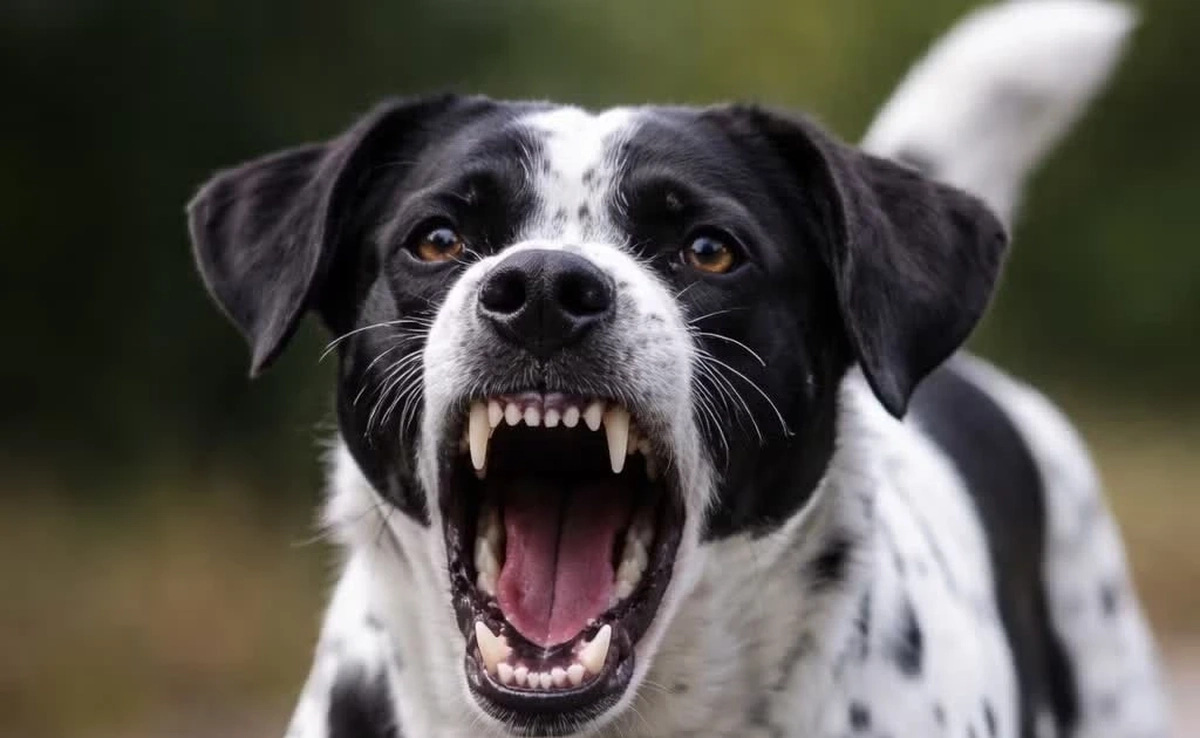 Chủ quán thịt chó tử vong do bệnh dại