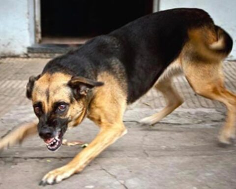 Báo động đỏ bệnh dại ở Đà Nẵng: Phát hiện 3 ổ dịch dại trên chó, 6 người bị phơi nhiễm sau Tết