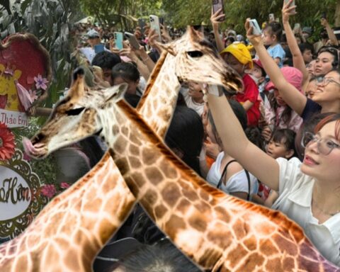 ĐỘC LẠ NGÀY LỄ: Biển người đổ bộ Thảo Cầm Viên từ sớm chỉ để… dự đám cưới hươu cao cổ!