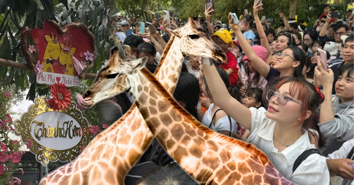 ĐỘC LẠ NGÀY LỄ: Biển người đổ bộ Thảo Cầm Viên từ sớm chỉ để… dự đám cưới hươu cao cổ!