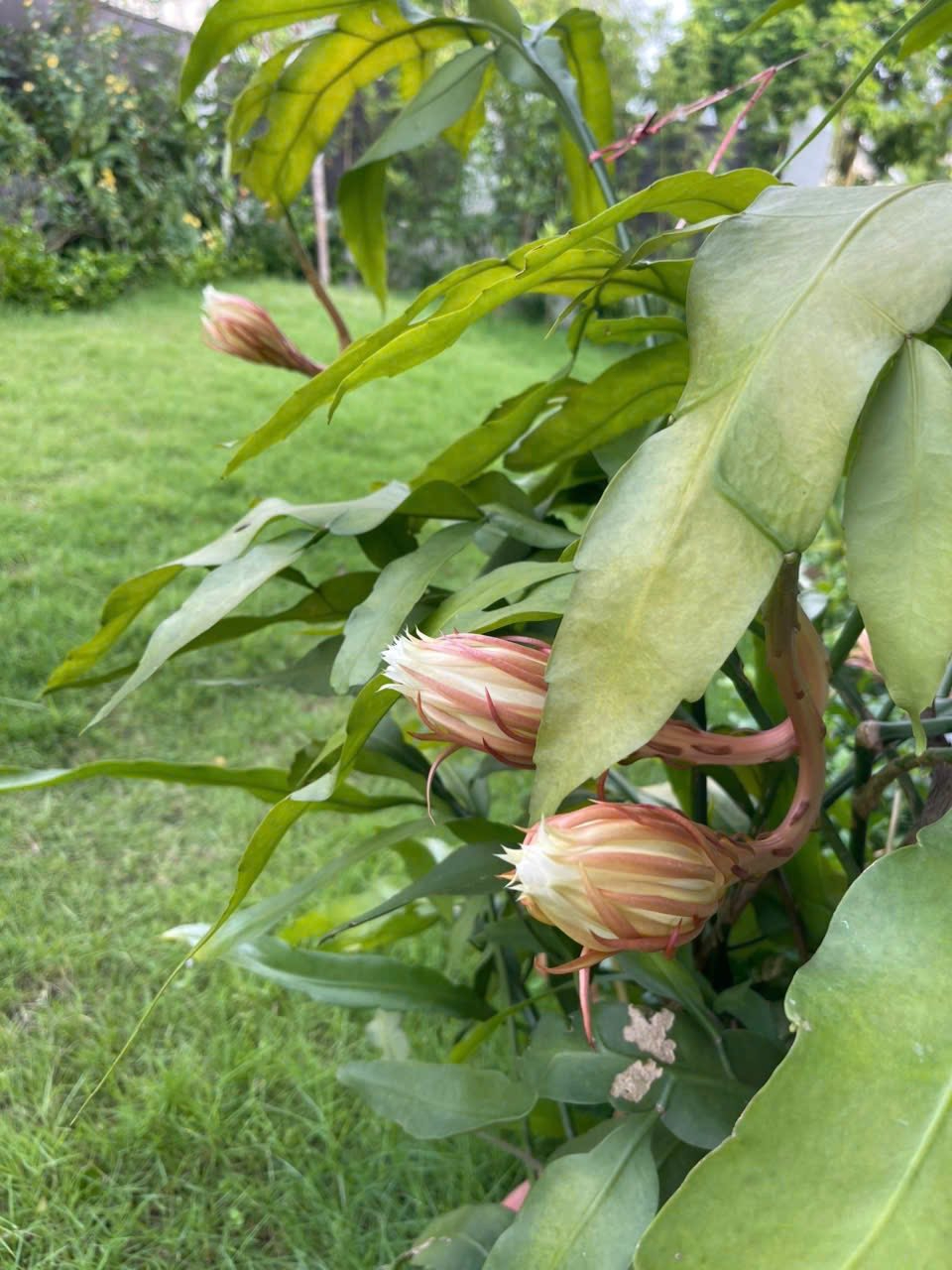 Cơ ngơi như nghỉ dưỡng tại gia của con gái nhà ngoại giao Đặng Nghiêm Hoành, đang làm sếp ở VTV - Ảnh 9.