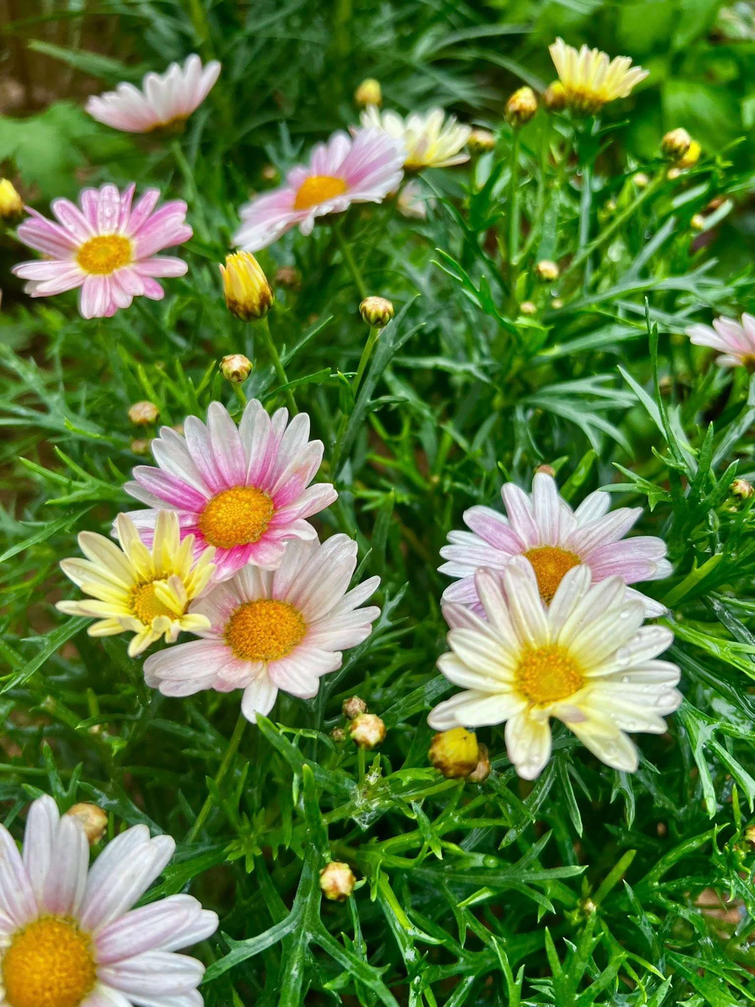 Cơ ngơi như nghỉ dưỡng tại gia của con gái nhà ngoại giao Đặng Nghiêm Hoành, đang làm sếp ở VTV - Ảnh 12.