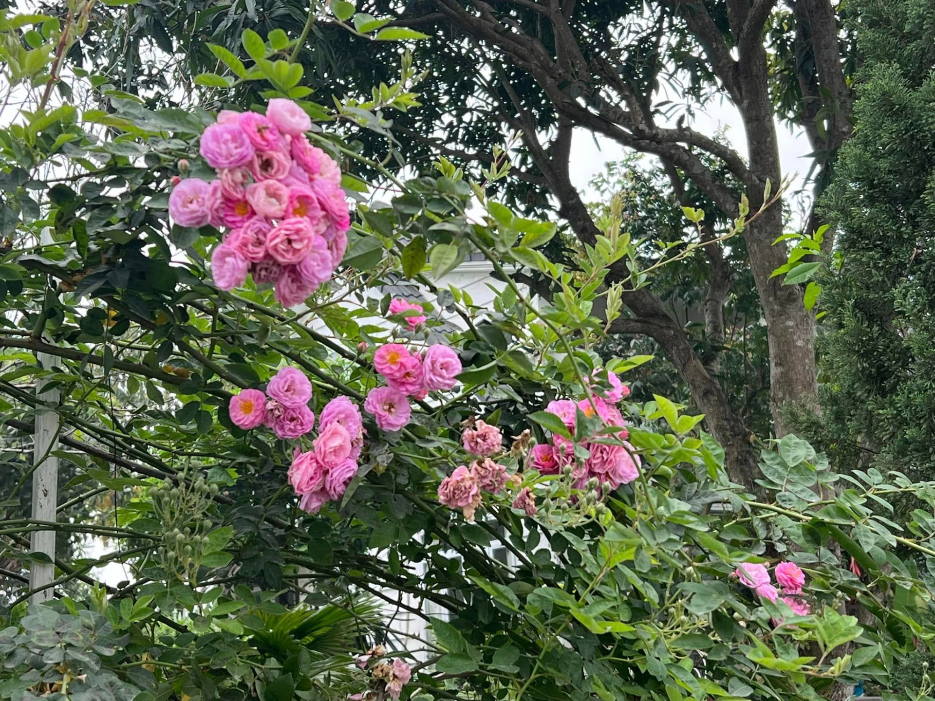 Cơ ngơi như nghỉ dưỡng tại gia của con gái nhà ngoại giao Đặng Nghiêm Hoành, đang làm sếp ở VTV - Ảnh 16.