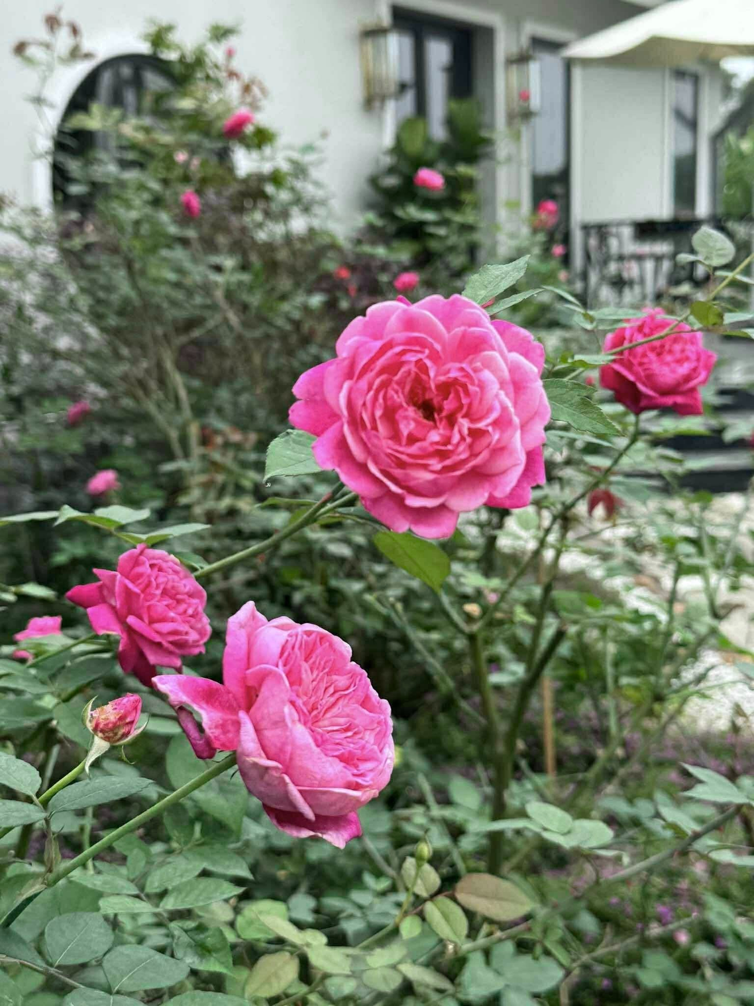 Cơ ngơi như nghỉ dưỡng tại gia của con gái nhà ngoại giao Đặng Nghiêm Hoành, đang làm sếp ở VTV - Ảnh 14.