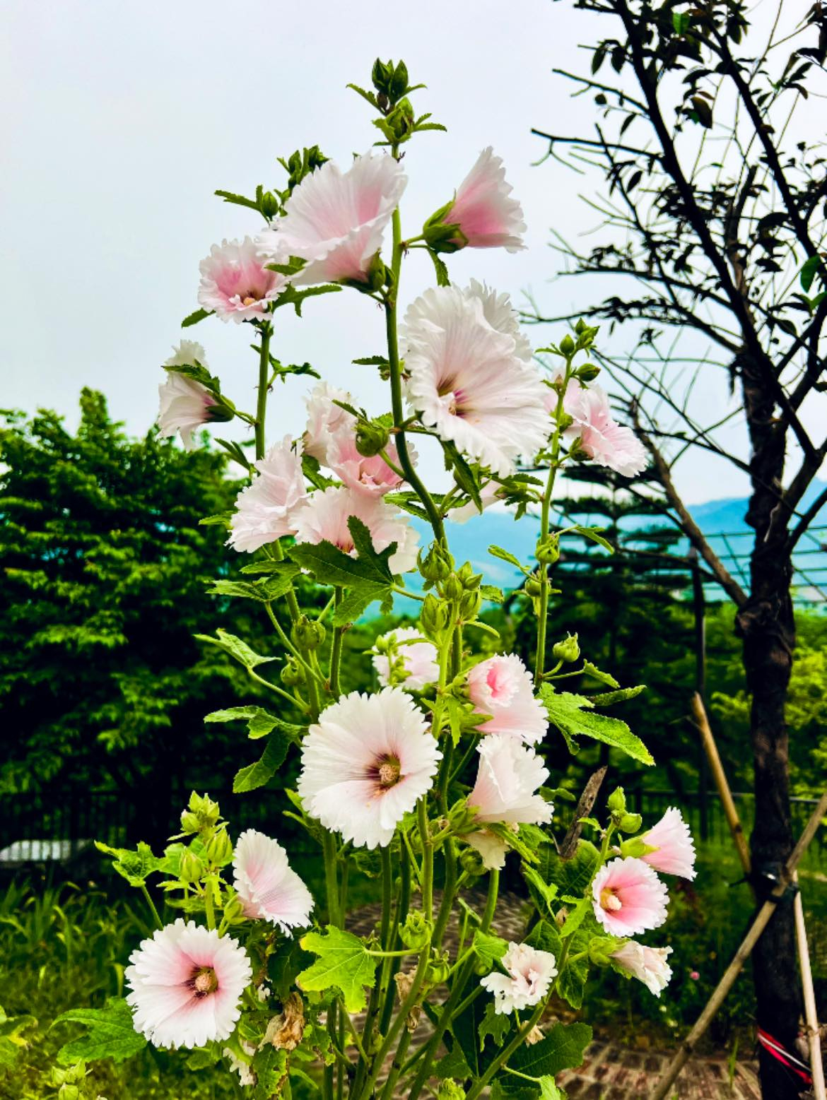 Cơ ngơi như nghỉ dưỡng tại gia của con gái nhà ngoại giao Đặng Nghiêm Hoành, đang làm sếp ở VTV - Ảnh 8.