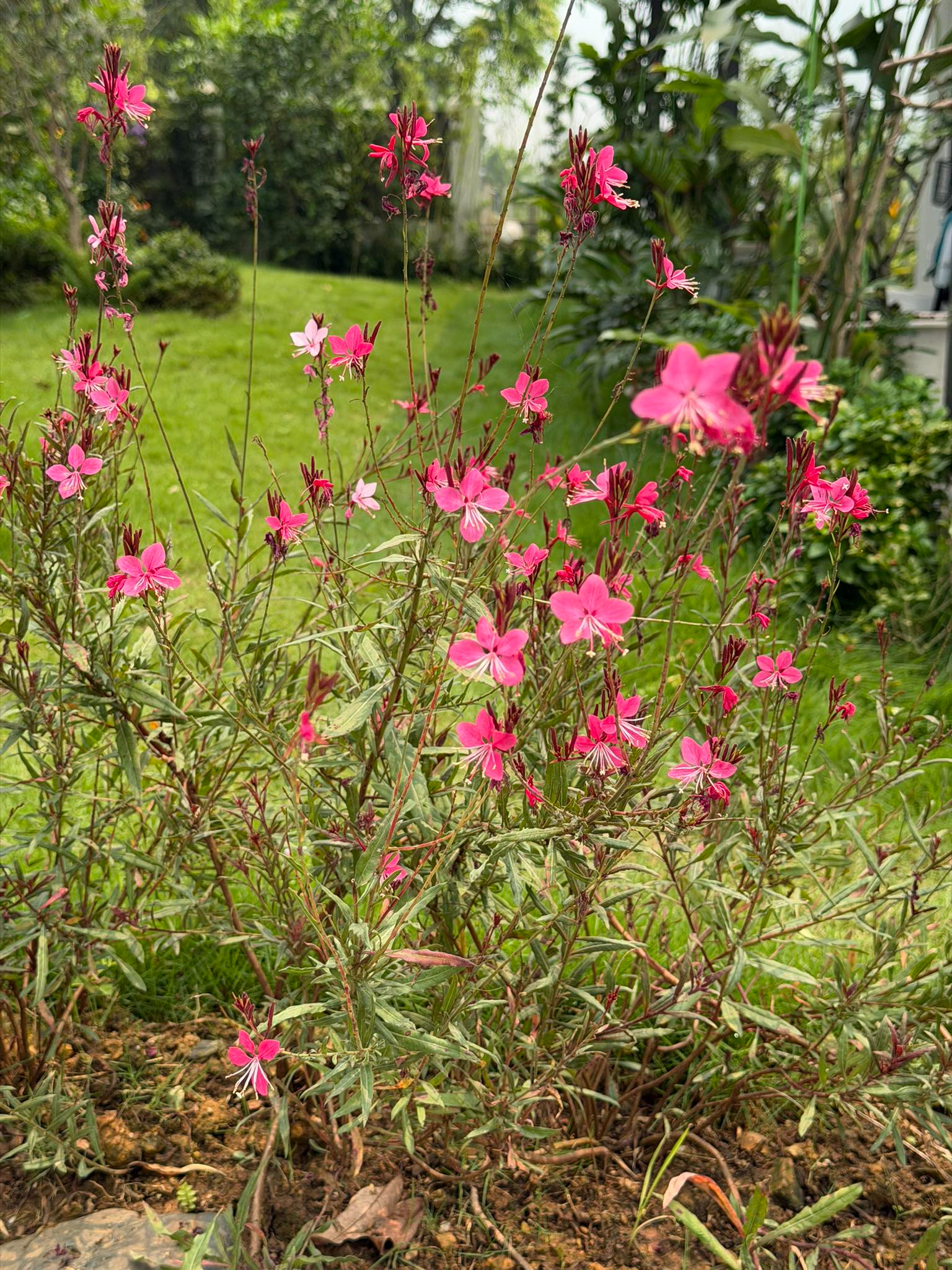 Cơ ngơi như nghỉ dưỡng tại gia của con gái nhà ngoại giao Đặng Nghiêm Hoành, đang làm sếp ở VTV - Ảnh 10.