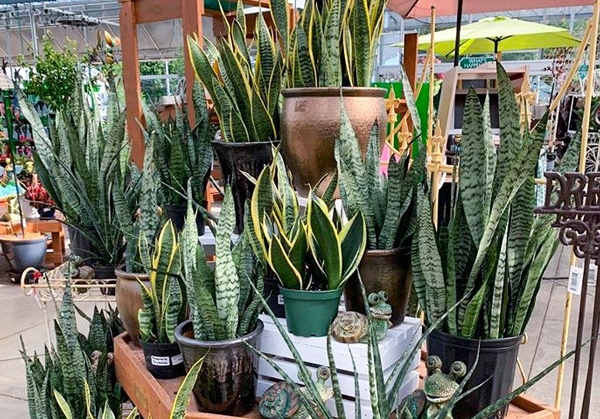 Top 5 loại quả mùa hè dễ “ngậm” thuốc trừ sâu nhất - Ảnh 1.