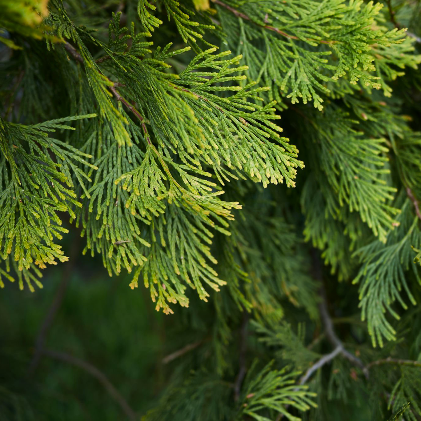 4 loại cây chớ nên trồng trong sân nhà - Ảnh 4.
