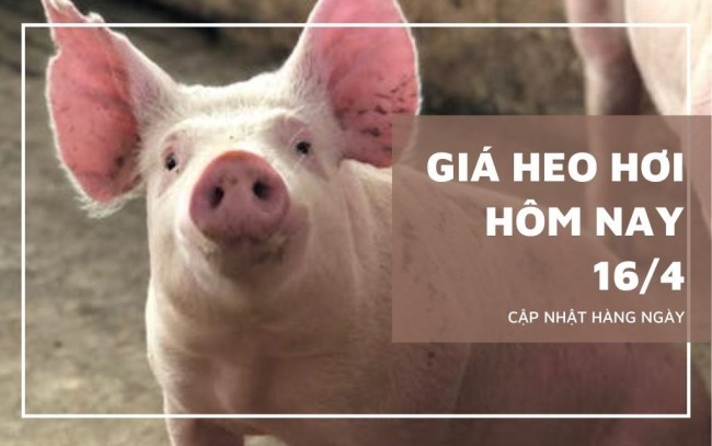 Ngày 16/4: Giá heo hơi tại miền Nam tiếp đà tăng