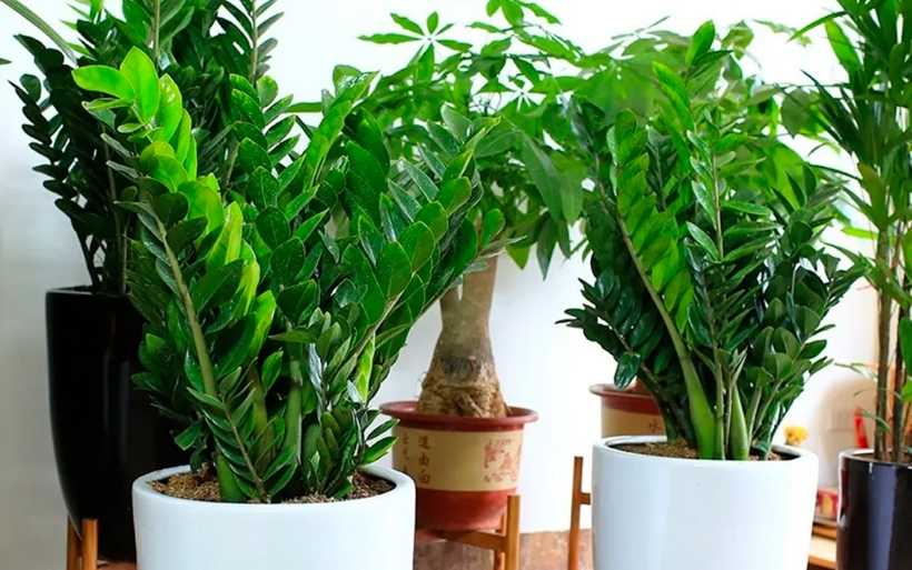 4 loại cây chớ nên trồng trong sân nhà - Ảnh 1.