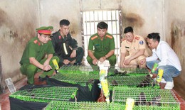 Ẩn mình trên mạng xã hội, đường dây buôn động vật quý hiếm vẫn 