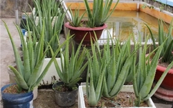 Nam tài xế suy thận nặng, người vợ chỉ nói 1 câu: "Anh ấy không chịu nghe lời tôi, giờ thì đã muộn" - Ảnh 2.