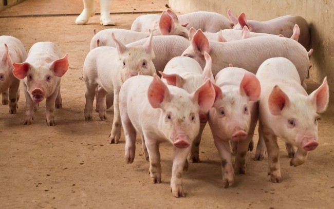 Ngày 17/4: Giá heo hơi dao động từ 63.000 đồng/kg đến 69.000 đồng/kg