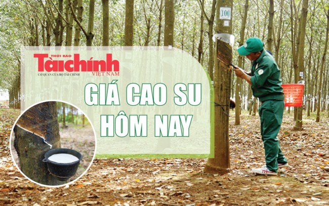 Ngày 29/4: Giá cao su thế giới biến động vì áp lực chi phí