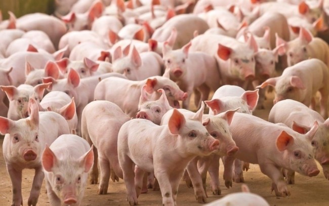 Ngày 29/4: Heo hơi duy trì mặt bằng giá cao tại nhiều địa phương