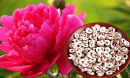 Cách tránh nhầm lẫn khi dùng mẫu đơn trị bệnh