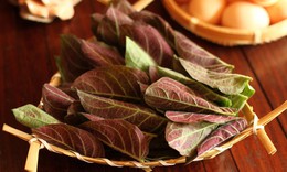 Tác dụng của lá mơ lông với sức khỏe xương khớp