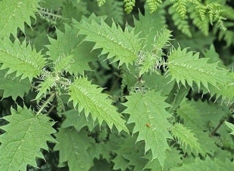 Loài cây dại là một kho báu dược liệu, bổ ngang nhân sâm, tổ yến - Ảnh 1.