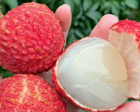 5 điều cấm kỵ khi ăn quả vải nhiều người Việt đang vô tình mắc phải: “Ngọt miệng” nhưng dễ hại thân
