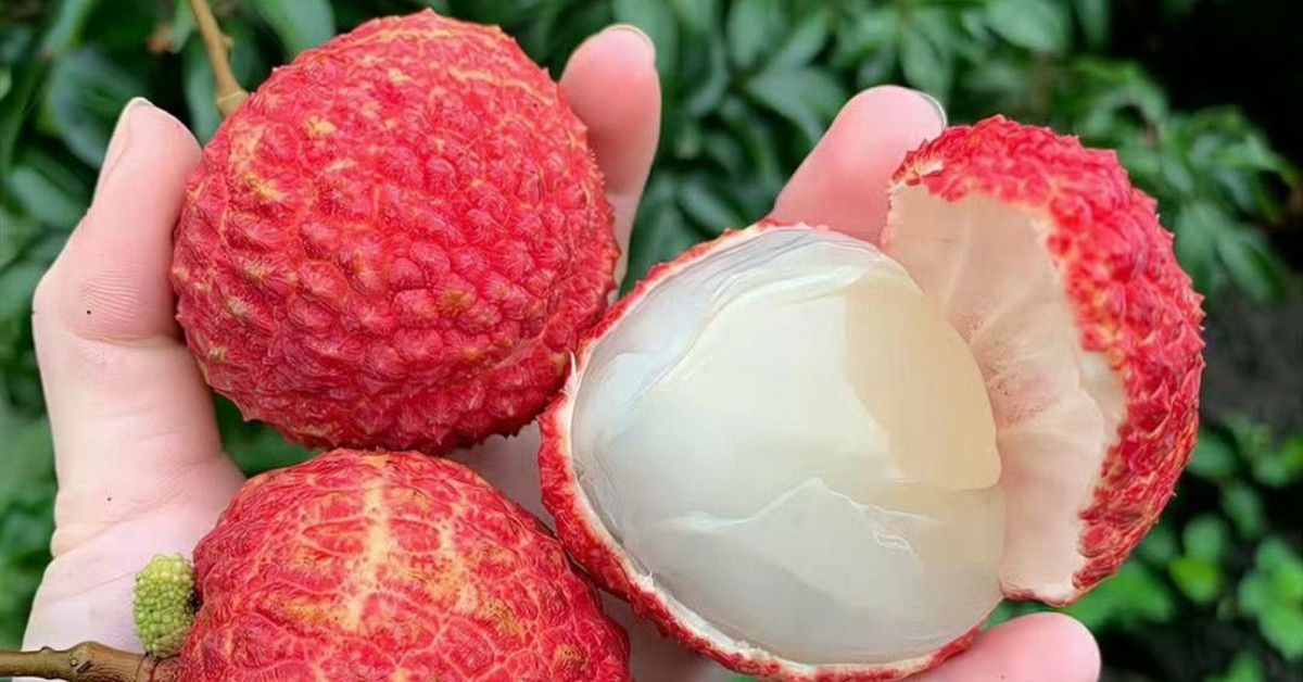 5 điều cấm kỵ khi ăn quả vải nhiều người Việt đang vô tình mắc phải: “Ngọt miệng” nhưng dễ hại thân