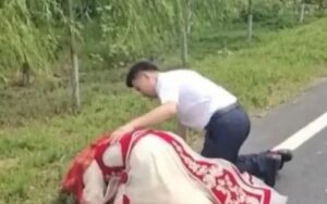 Đang rước dâu, cô dâu bất ngờ xuống xe quỳ lạy bên vệ đường