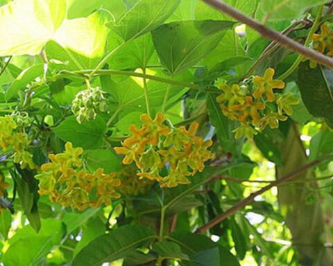 Lời khuyên dành cho những gia đình đang trồng cây thiên lý