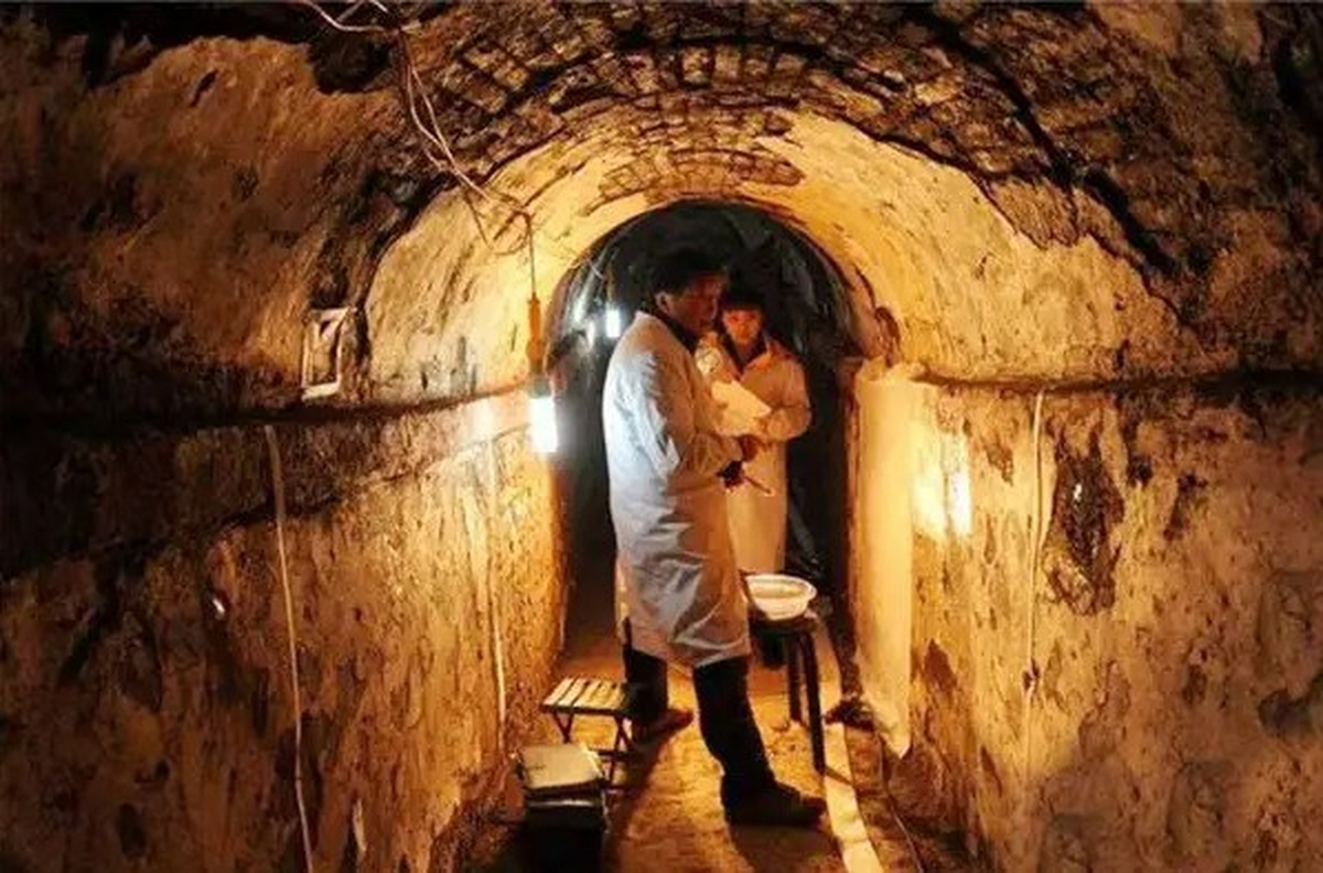 Khai quật mộ cổ 500 năm, chuyên gia bất ngờ khi thấy “quái thú” sống bên trong: Nó đã ở đó từ bao giờ?