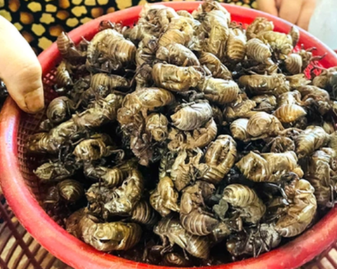Xác ve sầu: Thứ tưởng vô dụng trong rừng bất ngờ được săn lùng với giá gần 2 triệu đồng/kg, dân thi nhau đi nhặt