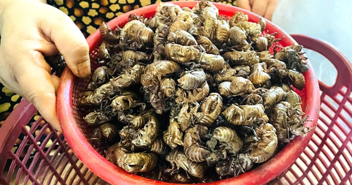 Xác ve sầu: Thứ tưởng vô dụng trong rừng bất ngờ được săn lùng với giá gần 2 triệu đồng/kg, dân thi nhau đi nhặt